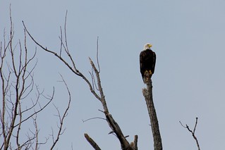 Bald Eagle - Hi pretty boy