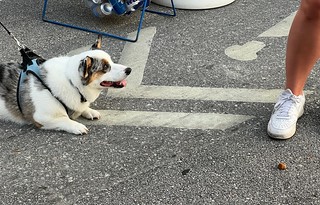 Psst. Hey. Gimme that treat