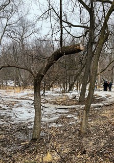 Bock Fest - Someone has thankfully able to help right this trees wrongs