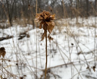 Bock Fest - A winter flower
