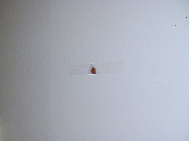 A lady bug I taped to the wall