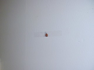 A lady bug I taped to the wall