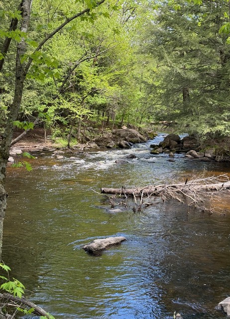 A stream behind our campsite