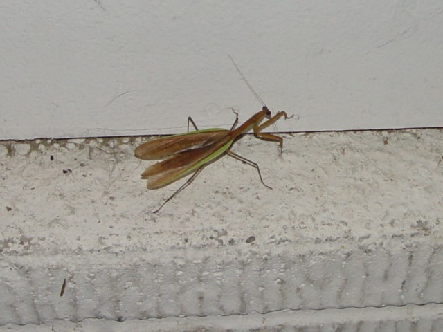 The praying mantis we found