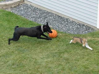 Party - Ninja and Bacardi