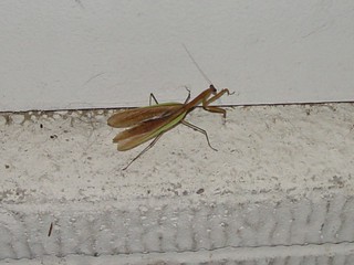 Party - The praying mantis we found