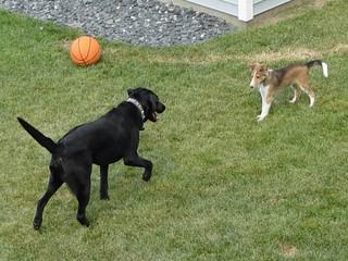 Party - Ninja and Bacardi