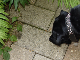 Ninja playing with a toad