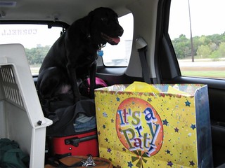 Ninja rode on our luggage, rather than in his kennel.