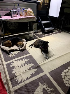 Gemma - Spoiled campin dogs