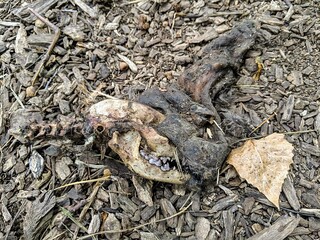 Skull - A rotting skull