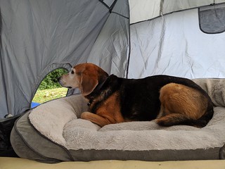 Old boy gettin the smells