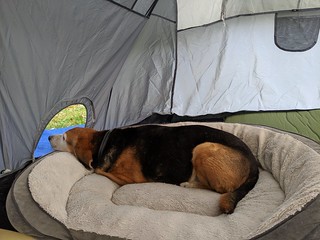 Lazy day in the tent