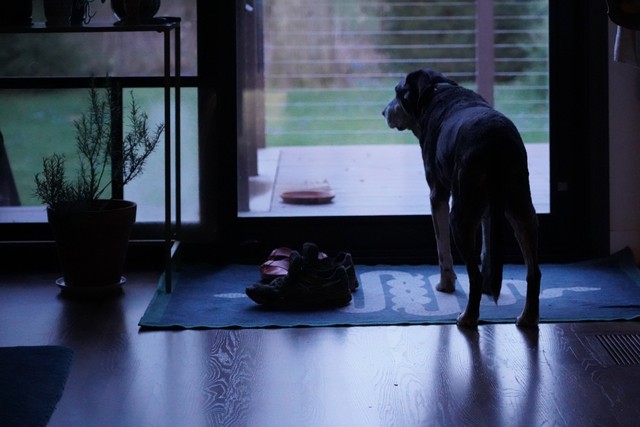 Marty scans the back yard