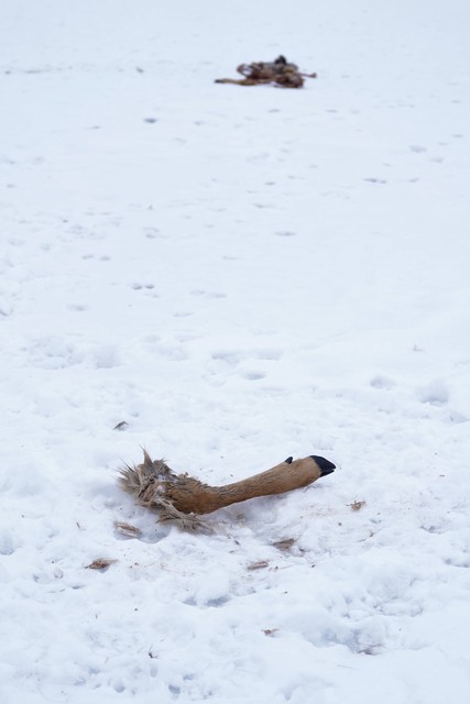 We started to see little tufts of fur on the lake and then came across this.