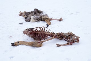 frame - Deer Carcass