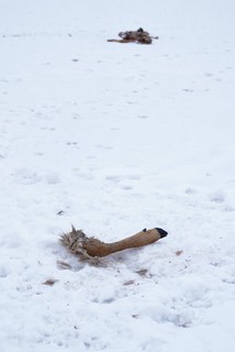 We started to see little tufts of fur on the lake and then came across this.