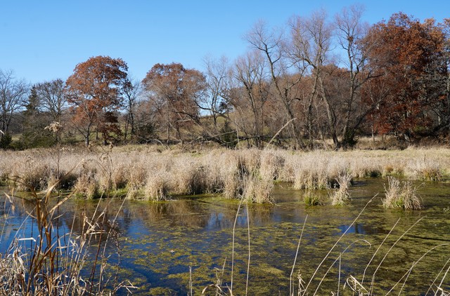 White Rock Wetland