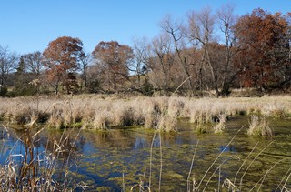 White Rock Wetland