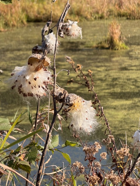 Milkweed