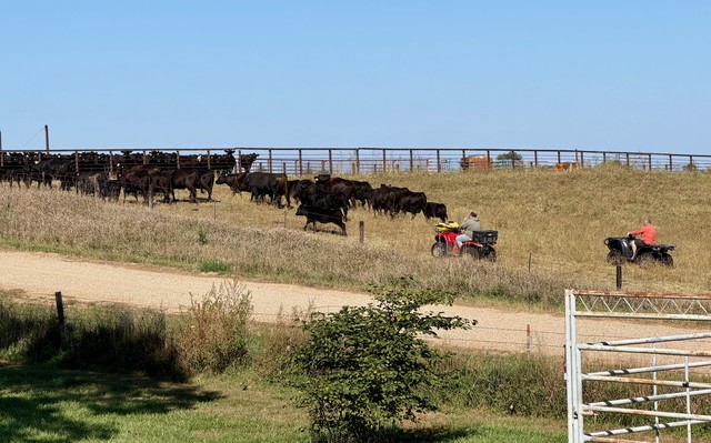 These cows were mooing next to Jeff and Teresa's campsite nonstop