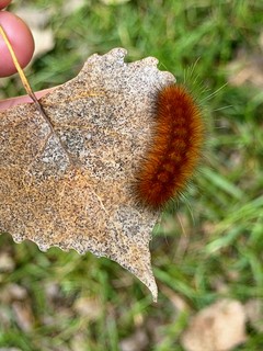 Look at this fuzzy boy