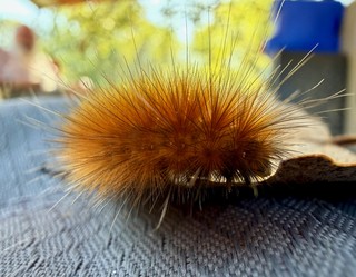 Fuzzy caterpiller