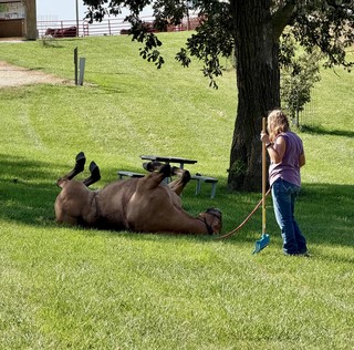 What kind of dog is this?