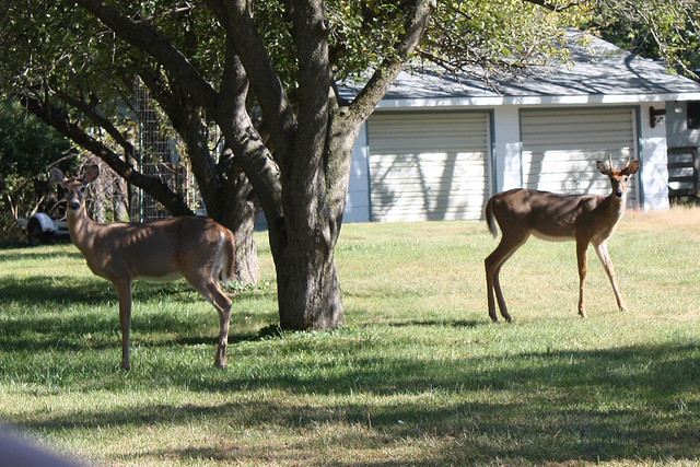 "YEAH, GET THAT DOE!"