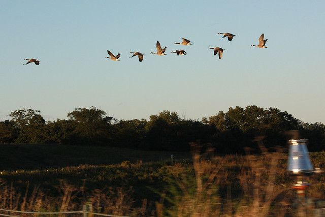 Geese on our nature drive