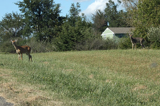 A couple more deer on our drive