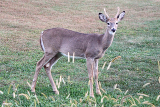 Deer on our nature drive