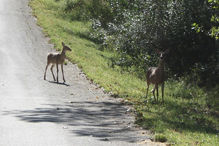 More deer on our nature drive