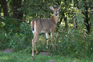 More deer on our nature cruise