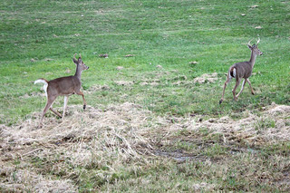 More deer on our nature drive