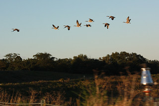 Geese on our nature drive