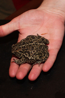 This toad wound up in someone's drink shortly thereafter