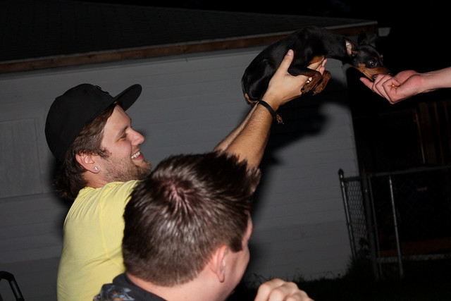 Dozer only calms down when you hold him high enough to be scared