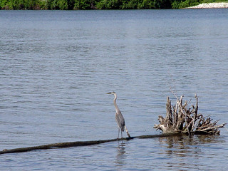 Blue Heron in front of my Parents house