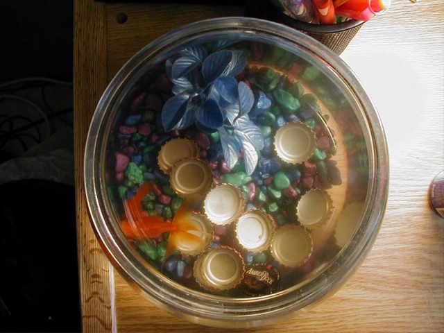 Kevi's Fish and beer tabs