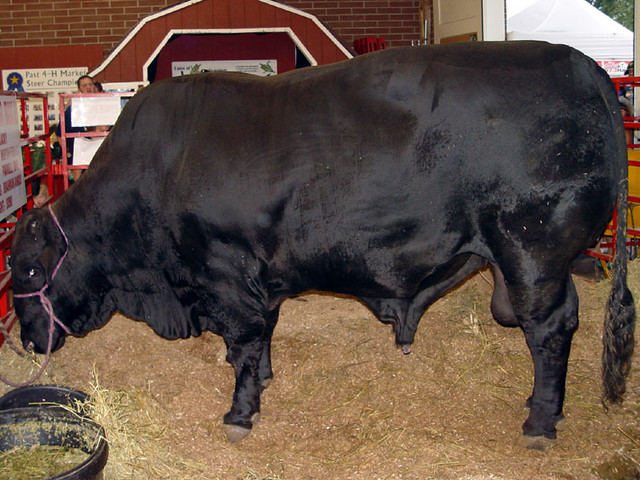 A 3,000 Pound Bull