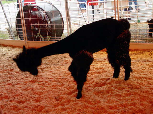 A Llama shaved like a Poodle