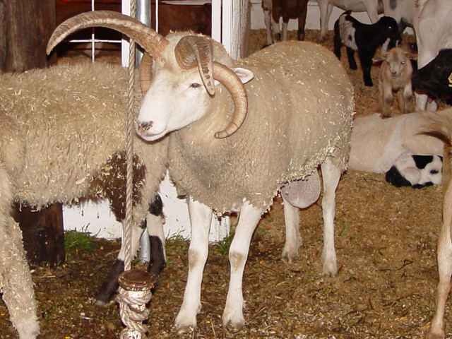 4 horns and 2 gigantic balls.  The 6 things I've been wishing for all my life.