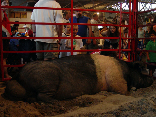A 1,000 pound pig