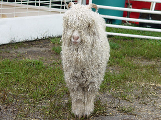 A Sweet Sheep ...or Goat... or something.