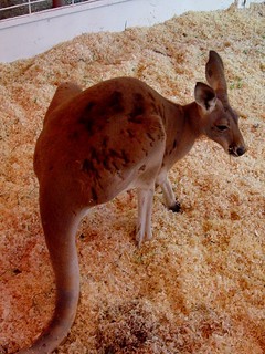Kangaroo