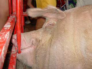 Another 1,000 Pound Pig