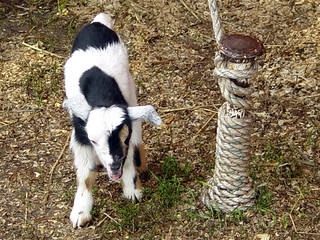A Baby Goat